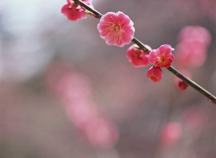 无人,横图,室外,特写,白天,正面,花海,花圃,美景,植物,叶子,日本,亚洲,朦胧,模糊,盛开,景观,梅花,枝头,枝条,枝,粉红,花蕾,花,花瓣,花朵,鲜花,树,树木,树枝,红色,绿色,自然,花丛,花束,花田,花苞,花蕊,景色,高雅,坚强,自然风光,东亚,日本国,虬枝,枝杈,梅,彩图