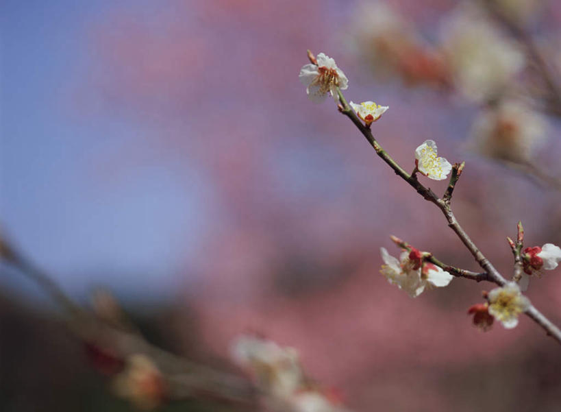 无人,横图,室外,特写,白天,正面,花海,花圃,美景,植物,叶子,日本,亚洲,朦胧,模糊,盛开,景观,梅花,枝头,枝条,枝,花蕾,花,花瓣,花朵,鲜花,树,树木,树枝,绿色,白色,自然,花丛,花束,花田,花苞,花蕊,景色,高雅,坚强,自然风光,东亚,日本国,虬枝,枝杈,梅,彩图