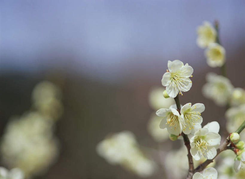 无人,横图,室外,特写,白天,正面,花海,花圃,美景,植物,叶子,日本,亚洲,朦胧,模糊,盛开,景观,梅花,枝头,枝条,枝,花蕾,花,花瓣,花朵,鲜花,树,树木,树枝,绿色,白色,自然,花丛,花束,花田,花苞,花蕊,景色,高雅,坚强,自然风光,东亚,日本国,虬枝,枝杈,梅,彩图