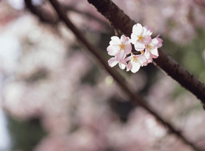 无人,横图,室外,特写,白天,正面,幸福,纯洁,花海,花圃,美景,植物,樱花,叶子,日本,亚洲,朦胧,模糊,盛开,景观,枝头,枝条,枝,粉红,花蕾,花,花瓣,花朵,鲜花,树,树木,树枝,红色,绿色,自然,花丛,花束,花田,花苞,花蕊,景色,等待,生命,自然风光,东亚,日本国,仙樱花,福岛樱,青肤樱,高尚,热烈,虬枝,枝杈,荆桃,彩图