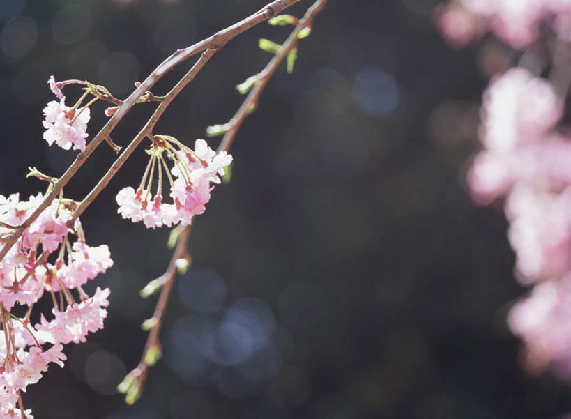 无人,横图,室外,特写,白天,正面,幸福,纯洁,花海,花圃,美景,植物,樱花,叶子,日本,亚洲,朦胧,模糊,盛开,景观,枝头,枝条,枝,粉红,花蕾,花,花瓣,花朵,鲜花,树,树木,树枝,红色,绿色,自然,花丛,花束,花田,花苞,花蕊,景色,等待,生命,自然风光,东亚,日本国,仙樱花,福岛樱,青肤樱,高尚,热烈,虬枝,枝杈,荆桃,彩图