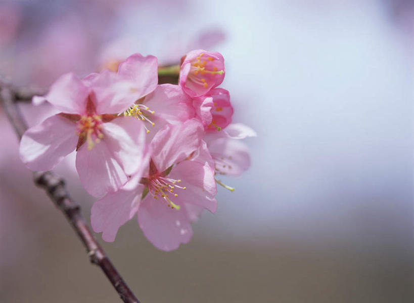 无人,横图,室外,特写,白天,正面,幸福,纯洁,花海,花圃,美景,植物,樱花,叶子,日本,亚洲,朦胧,模糊,盛开,景观,枝头,枝条,枝,粉红,花蕾,花,花瓣,花朵,鲜花,树,树木,树枝,红色,绿色,自然,花丛,花束,花田,花苞,花蕊,景色,等待,生命,自然风光,东亚,日本国,仙樱花,福岛樱,青肤樱,高尚,热烈,虬枝,枝杈,荆桃,彩图