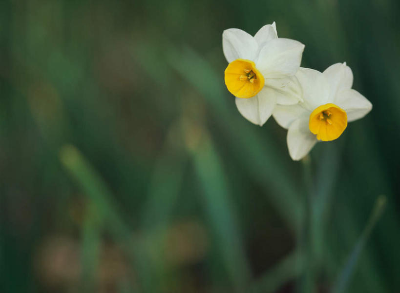 无人,横图,室外,特写,白天,正面,爱情,旅游,度假,陶醉,花海,花圃,美景,植物,水仙花,叶子,日本,亚洲,朦胧,模糊,盛开,景观,枝头,枝,花蕾,娱乐,花,花瓣,花朵,鲜花,绿色,自然,花丛,花束,花田,花苞,花蕊,享受,休闲,景色,放松,自然风光,记忆,东亚,日本国,金盏银台,玉玲珑,女史花,雅蒜,天蒜,敬意,自恋,凌波仙子,水仙,天葱,彩图