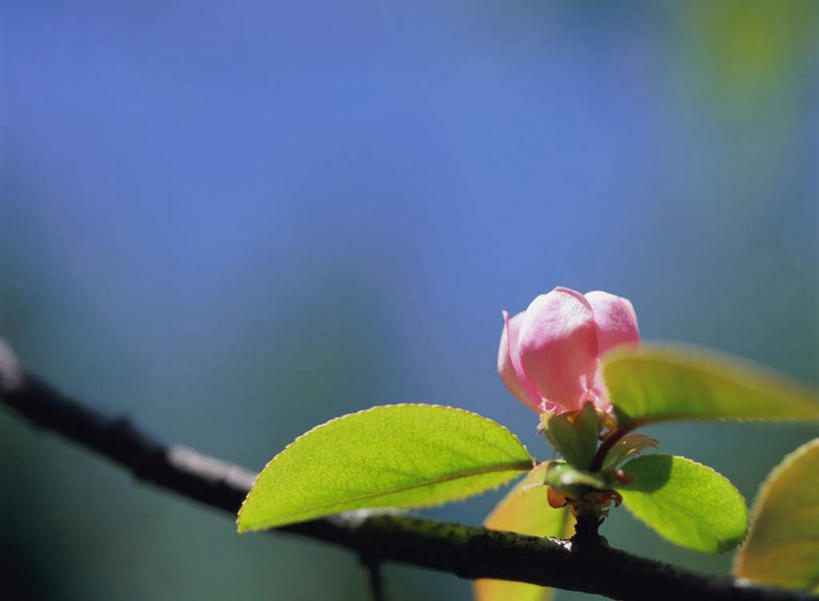 无人,横图,室外,特写,白天,正面,旅游,度假,花海,花圃,美景,植物,叶子,日本,亚洲,朦胧,模糊,盛开,景观,云,云朵,枝头,枝,花蕾,云彩,娱乐,花,花瓣,花朵,鲜花,一朵,蓝色,绿色,白云,蓝天,天空,自然,花丛,花束,花田,天,花苞,花蕊,享受,休闲,景色,放松,晴朗,自然风光,东亚,日本国,贴梗海棠,诚实,平凡,木瓜海棠,木瓜花,晴空,彩图