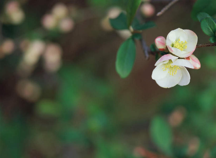 无人,横图,室外,特写,白天,正面,旅游,度假,花海,花圃,美景,植物,叶子,日本,亚洲,朦胧,模糊,盛开,景观,枝头,枝,花蕾,娱乐,花,花瓣,花朵,鲜花,绿色,自然,花丛,花束,花田,花苞,花蕊,享受,休闲,景色,放松,自然风光,东亚,日本国,贴梗海棠,诚实,平凡,木瓜海棠,木瓜花,彩图