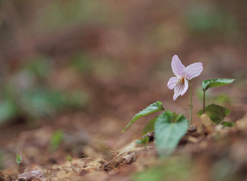 无人,横图,室外,特写,白天,正面,旅游,度假,花海,花圃,美景,植物,叶子,日本,亚洲,朦胧,模糊,盛开,景观,泥土,土壤,花蕾,娱乐,花,花瓣,花朵,鲜花,一朵,绿色,自然,花丛,花束,花田,花苞,花蕊,享受,休闲,景色,放松,自然风光,东亚,日本国,独行虎,箭头草,堇菜,紫地丁,紫花地丁,彩图