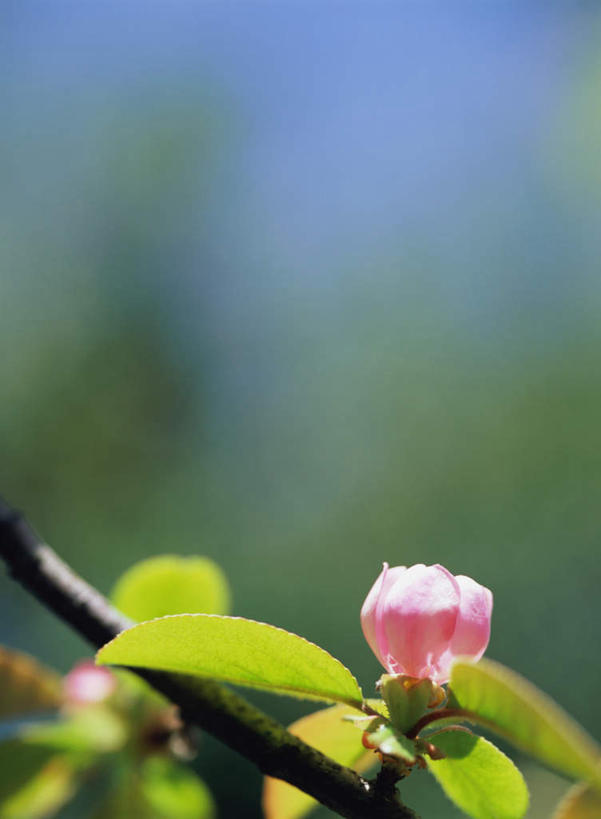无人,竖图,室外,特写,白天,正面,旅游,度假,花海,花圃,美景,植物,叶子,日本,亚洲,朦胧,模糊,盛开,景观,枝头,枝,花蕾,娱乐,花,花瓣,花朵,鲜花,一朵,绿色,自然,花丛,花束,花田,花苞,花蕊,享受,休闲,景色,放松,自然风光,东亚,日本国,贴梗海棠,诚实,平凡,木瓜海棠,木瓜花,彩图