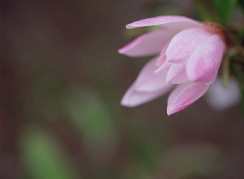 无人,横图,室外,特写,白天,正面,旅游,度假,花海,花圃,美景,植物,叶子,日本,亚洲,朦胧,模糊,盛开,景观,枝头,枝,花蕾,娱乐,花,花瓣,花朵,鲜花,一朵,绿色,自然,花丛,花束,花田,花苞,花蕊,享受,休闲,景色,放松,自然风光,东亚,日本国,贴梗海棠,诚实,平凡,木瓜海棠,木瓜花,彩图