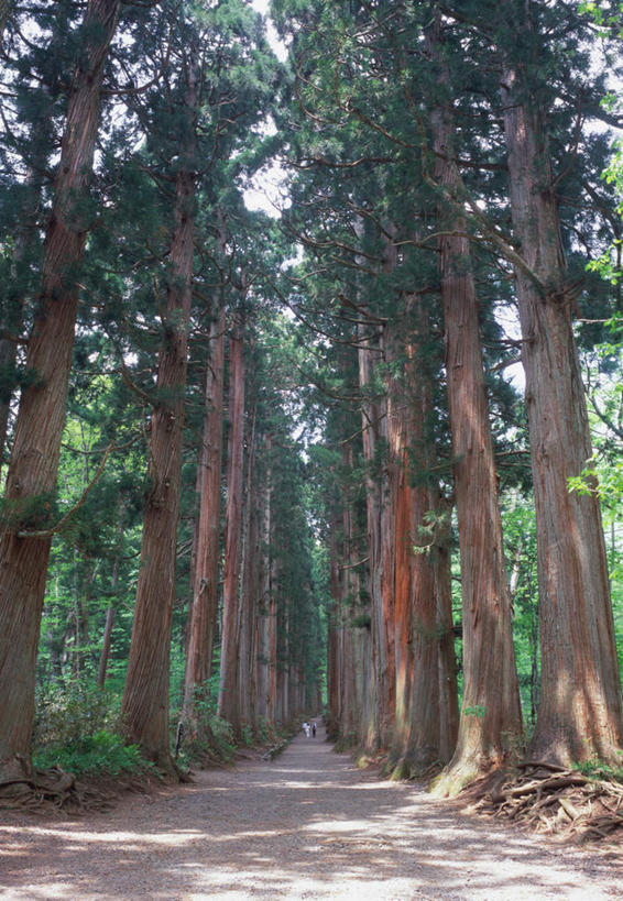 无人,竖图,室外,白天,正面,旅游,度假,森林,树林,植物,建筑,长野县,日本,亚洲,阴影,节日,日本文化,反射,影子,神社,文化,文物,娱乐,树,树木,蓝色,绿色,蓝天,天空,自然,天,夏天,祈祷,享受,休闲,健康,旅游胜地,放松,许愿,宗教,佛教,信仰,生长,成长,纪念,神道,祈求,祭祀,东亚,本州,本州岛,日本国,中部地方,长野,神道教,社屋,平安,彩图,传统文化