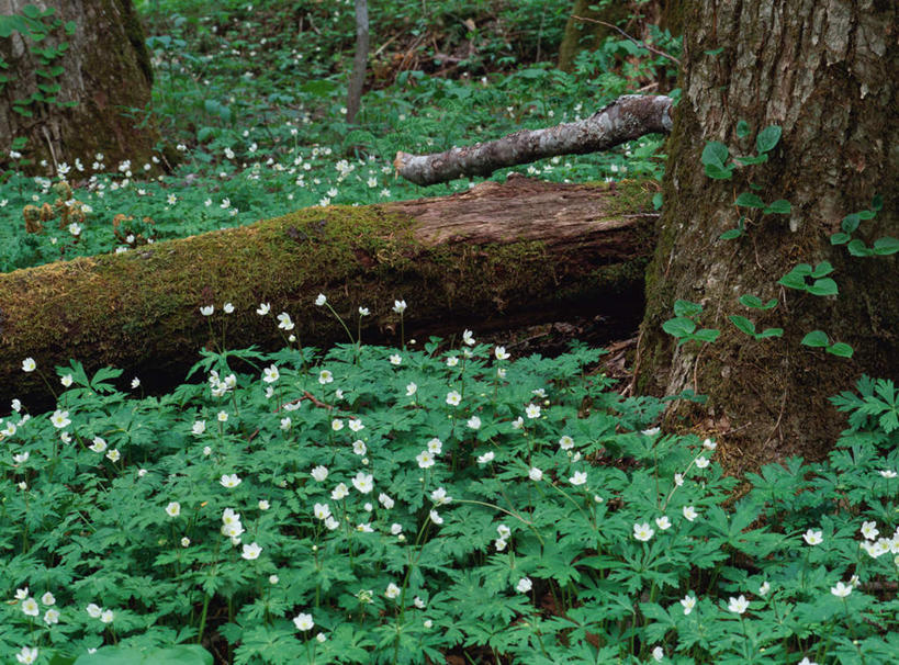 无人,横图,俯视,室外,白天,旅游,度假,草地,草坪,花海,花圃,美景,森林,树林,植物,叶子,长野县,日本,亚洲,盛开,景观,花蕾,娱乐,草,花,花瓣,花朵,花卉,鲜花,树,树木,绿色,自然,花丛,花束,花田,花苞,花蕊,享受,休闲,景色,放松,生长,成长,自然风光,东亚,本州,本州岛,日本国,中部地方,长野,上高地,彩图,高角度拍摄