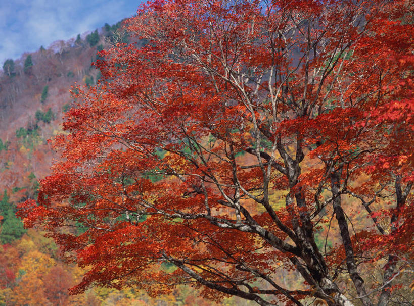 无人,横图,室外,白天,正面,旅游,度假,美景,秋季,森林,树林,植物,枫树,日本,亚洲,景观,娱乐,树,树木,红色,绿色,自然,享受,休闲,景色,放松,生长,成长,自然风光,东亚,本州,关东地方,本州岛,日本国,群马,群马县,秋,秋天,彩图