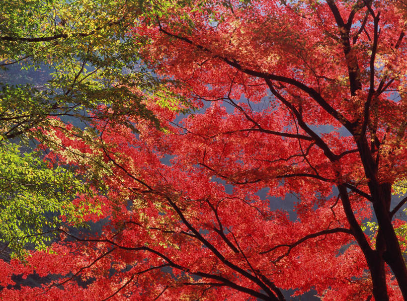 无人,横图,室外,白天,正面,旅游,度假,美景,秋季,森林,树林,植物,枫树,日本,亚洲,景观,娱乐,树,树木,红色,绿色,自然,享受,休闲,景色,放松,生长,成长,自然风光,东亚,本州,本州岛,日本国,中部地方,山梨,山梨县,秋,秋天,彩图