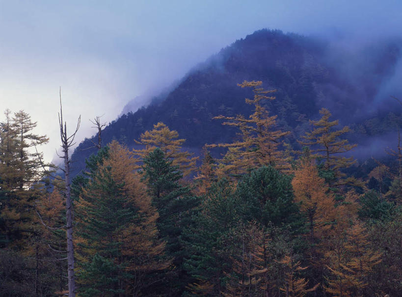 无人,横图,室外,白天,正面,旅游,度假,美景,秋季,森林,山,山脉,树林,植物,长野县,日本,亚洲,景观,山峰,云,云朵,云海,山峦,云彩,娱乐,树,树木,绿色,白云,自然,群山,享受,休闲,景色,放松,生长,成长,自然风光,东亚,本州,本州岛,日本国,中部地方,长野,上高地,秋,秋天,彩图