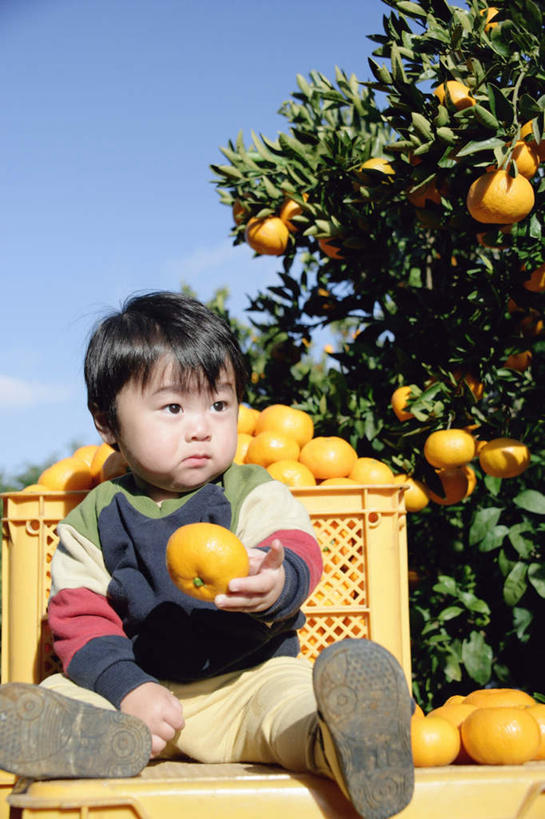 东方人,儿童,一个人,果园,坐,笑,微笑,露齿笑,竖图,室外,白天,正面,纯洁,森林,树林,植物,柑橘,亚洲,仅一个男性,仅一个人,握,拿,拿着,注视,黄种人,框,树,树木,小孩,绿色,自然,观察,看,仅一个小孩,可爱,童年,童趣,握着,生长,成长,观看,察看,关注,肖像,童真,烂漫,无邪,天真,男孩,男人,男性,亚洲人,孩子,橘子,桔子,橙子,橙,坐着,彩图,全身,男生