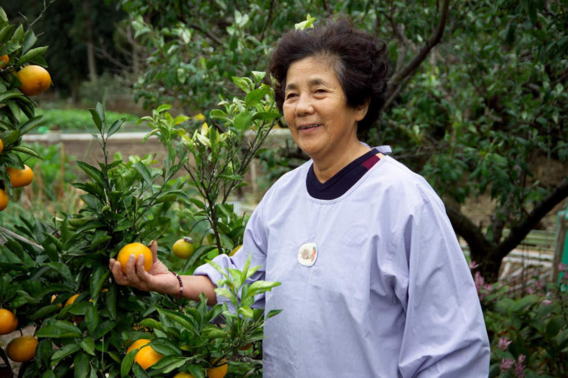 东方人,一个人,农民,农田,站,横图,室外,白天,正面,庄稼,植物,柑橘,水果,亚洲,仅一个女性,仅一个人,握,服装,丰收,新鲜,生食,食品,果实,果树,拿,拿着,注视,黄种人,树,树木,食物,衣服,绿色,观察,看,站着,握着,服饰,仅一个老年女性,有机食品,绿色食品,生长,收获,成长,观看,察看,衣着,穿着,关注,衣饰,柑桔,蜜桔,老年女性,女人,女性,亚洲人,橘子,桔子,橙子,橙,佃农,农场主,农夫,农工,乡下人,小农,庄稼人,站立,半身,彩图,耕地,庄稼田