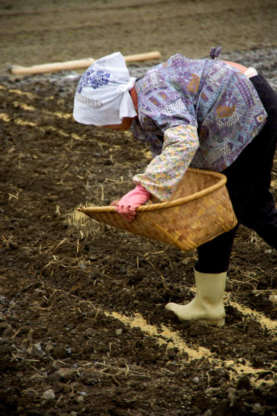 东方人,一个人,农民,农田,竖图,室外,白天,侧面,庄稼,鞋子,亚洲,仅一个女性,仅一个人,种植,服装,纺织物,头巾,雨鞋,雨靴,种子,黄种人,套鞋,靴子,畚箕,衣服,毛巾,清洁,播种,服饰,仅一个老年女性,簸箕,保暖,衣着,穿着,胶鞋,透气,防水,袖套,衣饰,储水,耐磨,吸水,老年女性,女人,女性,亚洲人,中国人,佃农,农场主,农夫,农工,乡下人,小农,庄稼人,半身,彩图,耕地,庄稼田