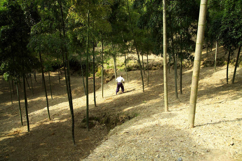 东方人,一个人,横图,俯视,室外,白天,T恤衫,纯洁,竹子,亚洲,仅一个男性,仅一个人,服装,裤子,竹叶,竹林,T恤,黄种人,背面,衣服,仅一个老年男性,服饰,高雅,衣着,穿着,奉献,质朴,正直,衣饰,担当,老年男性,男人,男性,亚洲人,中国人,竹,彩图,高角度拍摄,全身,皮鞋,奋进,操守,四君子,岁寒三友,性坚,虚怀,虚心,善群,卓尔