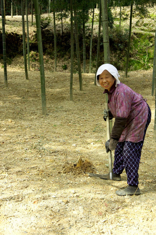 东方人,一个人,站,竖图,室外,白天,正面,纯洁,竹子,亚洲,仅一个女性,仅一个人,弯腰,服装,头巾,竹林,黄种人,衣服,手套,站着,服饰,仅一个老年女性,高雅,衣着,穿着,袖套,奉献,质朴,正直,衣饰,担当,老年女性,女人,女性,亚洲人,中国人,竹,站立,彩图,全身,奋进,操守,四君子,岁寒三友,性坚,虚怀,虚心,善群,卓尔