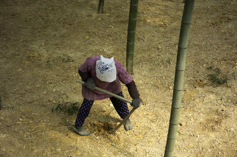 东方人,一个人,站,横图,俯视,室外,白天,侧面,纯洁,竹子,金属制品,亚洲,仅一个女性,仅一个人,弯腰,服装,金属,工具,头巾,围裙,竹林,黄种人,衣服,手套,站着,服饰,仅一个老年女性,挖掘,锄,锄头,高雅,衣着,穿着,农具,袖套,奉献,质朴,正直,耕具,衣饰,担当,开掘,发掘,开垦,老年女性,女人,女性,亚洲人,竹,站立,彩图,高角度拍摄,全身,奋进,操守,四君子,岁寒三友,性坚,虚怀,虚心,善群,卓尔