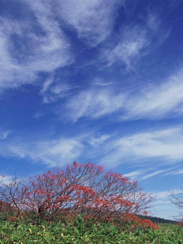 无人,竖图,室外,白天,正面,旅游,度假,草地,草原,草坪,美景,秋季,植物,日本,亚洲,景观,云,云朵,云彩,娱乐,草,树,树木,蓝色,绿色,白云,蓝天,天空,自然,平原,天,红花,享受,休闲,景色,放松,忧伤,生长,晴朗,成长,灌木,美好,自然风光,善良,痛苦,东亚,忠诚,本州,关东地方,本州岛,日本国,群马,群马县,花楸,红果臭山槐,百华花楸,马加木,晴空,秋,秋天,彩图,哭泣