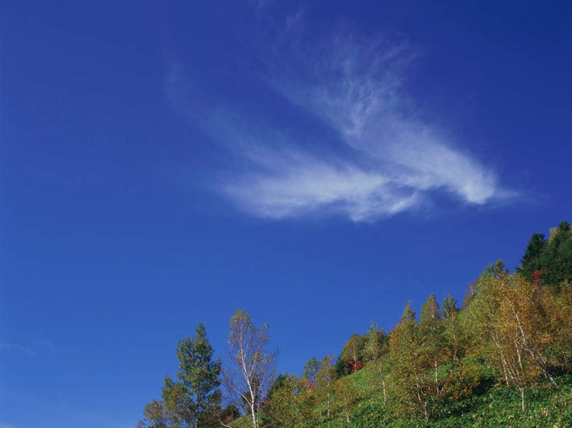 无人,横图,室外,白天,正面,旅游,度假,草地,草坪,美景,树林,植物,长野县,日本,亚洲,景观,云,云朵,云彩,娱乐,草,树,树木,蓝色,绿色,白云,蓝天,天空,自然,天,享受,休闲,景色,放松,白桦,生长,晴朗,成长,自然风光,东亚,本州,本州岛,日本国,中部地方,长野,志贺高原,晴空,桦树,桦皮树,桦木,彩图