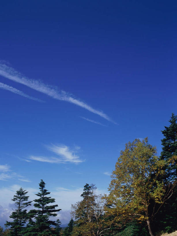 无人,竖图,室外,白天,正面,旅游,度假,美景,树林,植物,长野县,日本,亚洲,景观,云,云朵,云彩,娱乐,树,树木,蓝色,绿色,白云,蓝天,天空,自然,天,享受,休闲,景色,放松,白桦,生长,晴朗,成长,自然风光,东亚,本州,本州岛,日本国,中部地方,长野,志贺高原,晴空,桦树,桦皮树,桦木,彩图