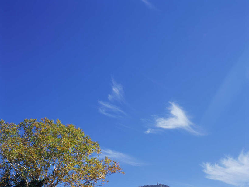 无人,横图,室外,白天,仰视,旅游,度假,美景,树林,植物,长野县,日本,亚洲,景观,云,云朵,云彩,娱乐,树,树木,蓝色,绿色,白云,蓝天,天空,自然,天,享受,休闲,景色,放松,白桦,生长,晴朗,成长,自然风光,东亚,本州,本州岛,日本国,中部地方,长野,志贺高原,晴空,桦树,桦皮树,桦木,彩图,低角度拍摄