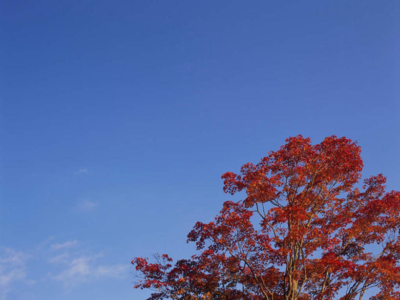 无人,横图,室外,白天,仰视,旅游,度假,美景,山,山脉,植物,枫树,叶子,日光,日本,亚洲,一棵,景观,山峰,云,云朵,红叶,山峦,云彩,娱乐,树,树木,红色,蓝色,白云,蓝天,天空,自然,群山,天,享受,休闲,嫩叶,景色,放松,生长,成长,自然风光,东亚,本州,关东地方,本州岛,日本国,栃木,栃木县,槭树,日光市,日本红枫,日本红丝带,叶,叶片,彩图,低角度拍摄