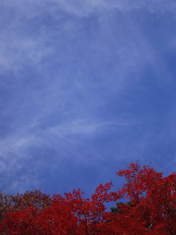 无人,竖图,室外,白天,仰视,旅游,度假,美景,山,山脉,植物,枫树,叶子,日本,亚洲,一棵,景观,山峰,云,云朵,红叶,山峦,云彩,娱乐,树,树木,红色,蓝色,白云,蓝天,天空,自然,群山,天,享受,休闲,嫩叶,景色,放松,生长,成长,自然风光,东亚,本州,关东地方,本州岛,日本国,栃木,栃木县,槭树,日本红枫,日本红丝带,叶,叶片,彩图,低角度拍摄