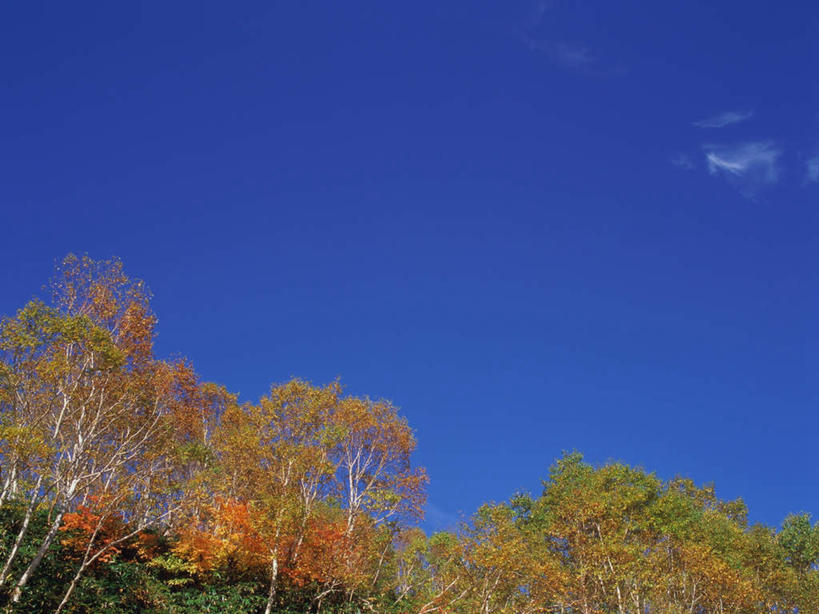无人,横图,室外,白天,仰视,旅游,度假,美景,森林,树林,植物,枫树,长野县,日本,亚洲,高原,景观,娱乐,树,树木,黄色,蓝色,绿色,蓝天,天空,自然,天,享受,休闲,景色,放松,白桦,生长,晴朗,成长,自然风光,东亚,本州,万里无云,本州岛,日本国,中部地方,长野,槭树,日本红枫,日本红丝带,志贺高原,晴空,晴空万里,桦树,桦皮树,桦木,彩图,低角度拍摄