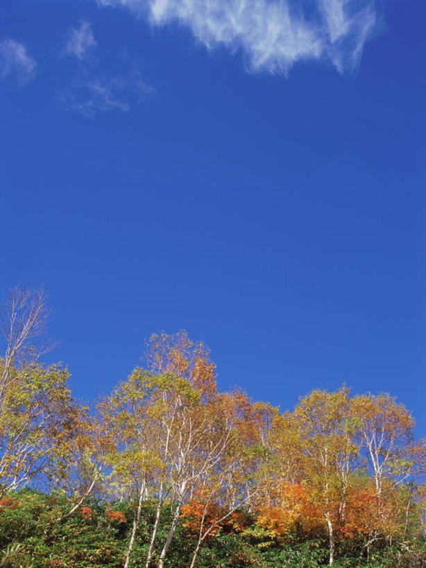 无人,竖图,室外,白天,仰视,旅游,度假,草地,草坪,美景,森林,树林,植物,长野县,日本,亚洲,高原,景观,云,云朵,云彩,娱乐,草,树,树木,蓝色,绿色,白云,蓝天,天空,自然,天,享受,休闲,景色,放松,生长,晴朗,成长,自然风光,东亚,本州,本州岛,日本国,中部地方,长野,志贺高原,晴空,彩图,低角度拍摄