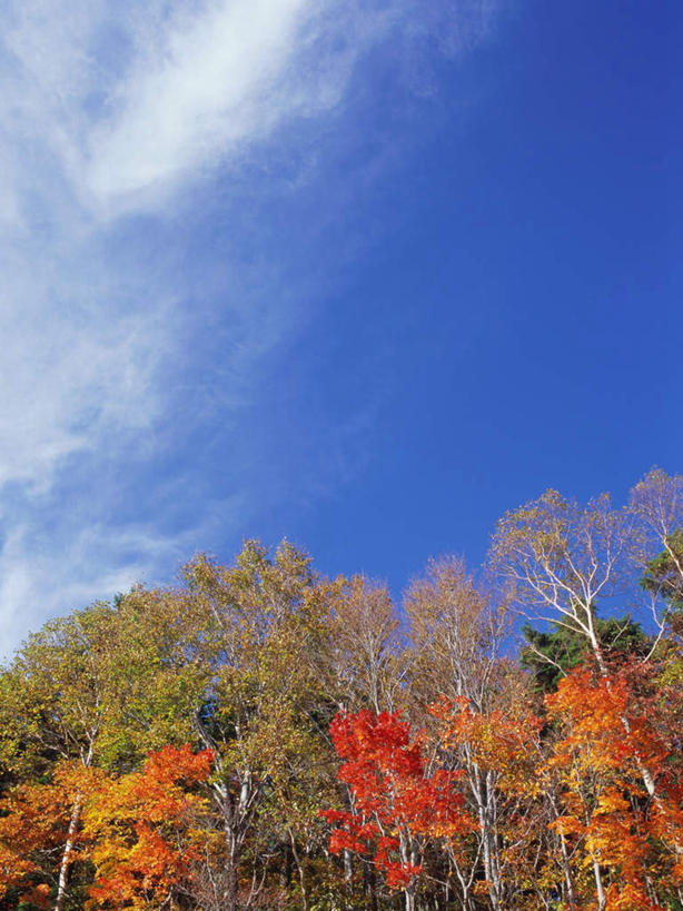 无人,竖图,室外,白天,仰视,旅游,度假,美景,森林,树林,植物,枫树,长野县,日本,亚洲,景观,云,云朵,云彩,娱乐,树,树木,红色,蓝色,白云,蓝天,天空,自然,天,享受,休闲,景色,放松,生长,晴朗,成长,自然风光,东亚,本州,本州岛,日本国,中部地方,长野,槭树,日本红枫,日本红丝带,志贺高原,晴空,彩图,低角度拍摄