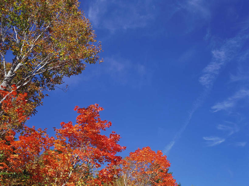 无人,横图,室外,白天,仰视,旅游,度假,美景,森林,树林,植物,枫树,长野县,日本,亚洲,景观,云,云朵,云彩,娱乐,树,树木,红色,蓝色,白云,蓝天,天空,自然,天,享受,休闲,景色,放松,生长,晴朗,成长,自然风光,东亚,本州,本州岛,日本国,中部地方,长野,槭树,日本红枫,日本红丝带,志贺高原,晴空,彩图,低角度拍摄