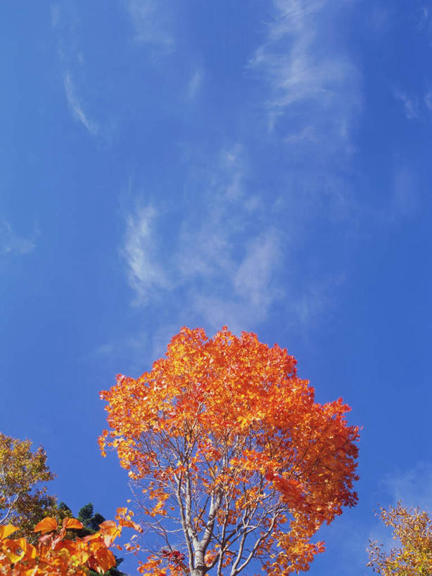 无人,竖图,室外,白天,仰视,旅游,度假,美景,森林,树林,植物,枫树,长野县,日本,亚洲,景观,云,云朵,云彩,娱乐,树,树木,红色,蓝色,白云,蓝天,天空,自然,天,享受,休闲,景色,放松,生长,晴朗,成长,自然风光,东亚,本州,本州岛,日本国,中部地方,长野,槭树,日本红枫,日本红丝带,志贺高原,晴空,彩图,低角度拍摄