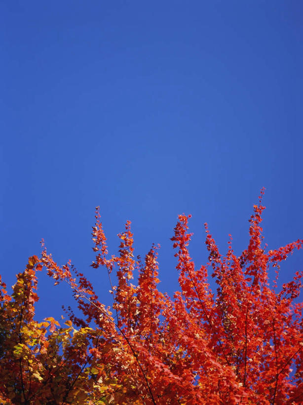 无人,竖图,室外,白天,仰视,旅游,度假,美景,森林,树林,植物,枫树,长野县,日本,亚洲,景观,娱乐,树,树木,红色,蓝色,蓝天,天空,自然,天,享受,休闲,景色,放松,生长,晴朗,成长,自然风光,东亚,本州,万里无云,本州岛,日本国,中部地方,长野,槭树,日本红枫,日本红丝带,志贺高原,晴空,晴空万里,彩图,低角度拍摄