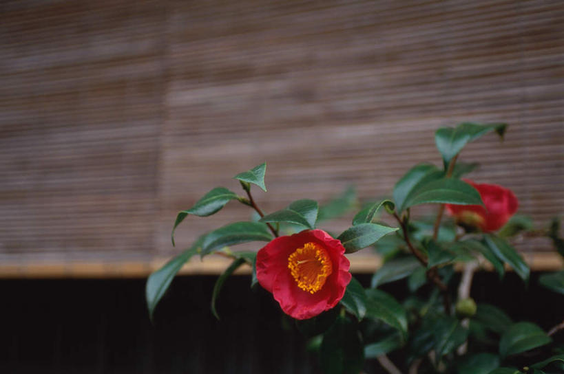 无人,寺庙,横图,室外,白天,正面,花海,花圃,建筑,山茶花,叶子,京都,日本,亚洲,节日,装饰,盛开,竹帘,花蕾,文化,建设,住宅,花,花瓣,花朵,鲜花,绿色,帘子,庙宇,花丛,花束,花田,花苞,花蕊,祈祷,健康,许愿,宗教,佛教,信仰,京都府,纪念,祈求,明亮,舒适,宽敞,东亚,本州,本州岛,日本国,近畿地方,近畿,玉茗花,耐冬,海石榴,释教,祗园,平安,茶花,彩图,庙,寺