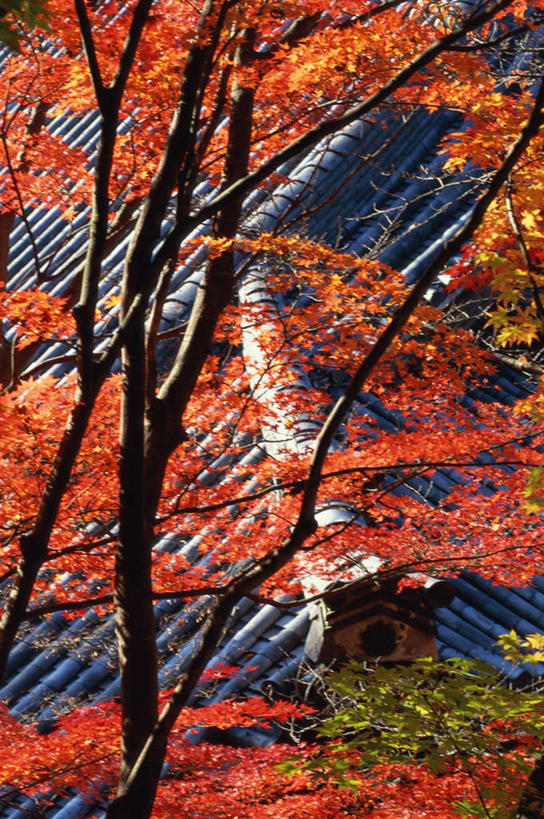 无人,寺庙,竖图,俯视,室外,白天,旅游,名胜古迹,秋季,树林,植物,地标,枫树,叶子,京都,日本,亚洲,节日,遗迹,瓦片,屋顶,屋檐,红叶,顶棚,古迹,文化,文物,古建筑,檐,树,树木,红色,自然,庙宇,祈祷,健康,嫩叶,旅游胜地,许愿,宗教,佛教,信仰,京都府,生长,成长,纪念,祈求,古文明,东亚,本州,本州岛,日本国,近畿地方,近畿,槭树,鸡爪槭,释教,左京区,禅林寺,永观堂,平安,叶,叶片,秋,秋天,鸡爪枫,彩图,高角度拍摄,庙,寺,标志性建筑