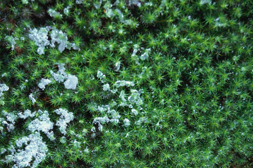 无人,横图,俯视,室外,白天,草地,草坪,雪,植物,大雪,叶子,京都,日本,亚洲,积雪,雪景,冬季,冬天,绿叶,草,绿色,嫩叶,寒冷,京都府,冰冷,东亚,本州,本州岛,日本国,近畿地方,近畿,严寒,冰凉,酷寒,凛冽,凛凛,极冷,右京区,祇王寺,只王寺,叶,叶片,彩图,高角度拍摄