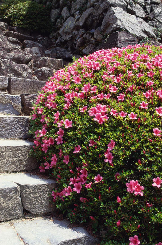 无人,竖图,室外,白天,正面,旅游,度假,花海,花圃,石头,名胜古迹,楼梯,标志建筑,地标,建筑,杜鹃花,叶子,京都,日本,亚洲,遗迹,盛开,石子,阶梯,杜鹃,花蕾,古迹,文物,娱乐,建设,古建筑,台阶,花,花瓣,花朵,鲜花,绿色,花丛,花束,花田,花苞,花蕊,享受,休闲,石阶,旅游胜地,放松,京都府,喜悦,克制,古文明,东亚,本州,本州岛,日本国,近畿地方,近畿,红杜鹃,满山红,清明花,清时,山踯躅,红踯躅,节制,欣喜,西京区,善峰寺,山石榴,映山红,石块,彩图