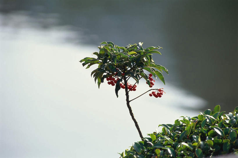 无人,横图,室外,特写,白天,正面,植物,浆果,水果,许多,新鲜,果子,生食,食品,果实,枝干,树,树木,食物,红色,绿色,自然,有机食品,绿色食品,生长,成长,枝桠,彩图
