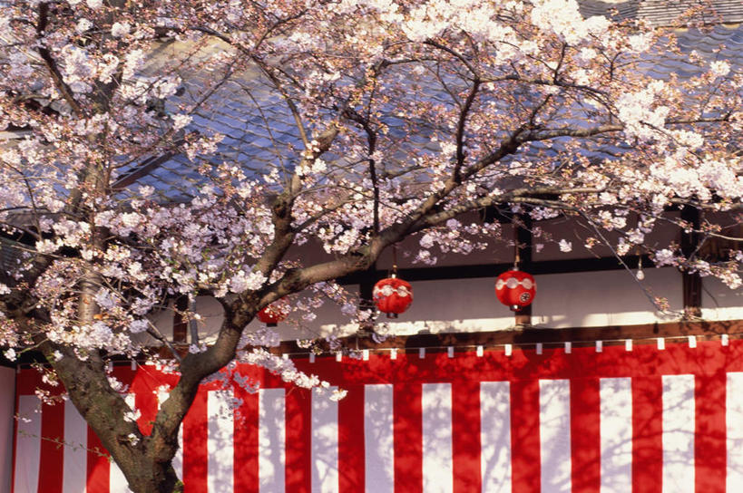 无人,家,寺庙,横图,室外,白天,正面,旅游,度假,幸福,纯洁,花海,花圃,家具,标志建筑,地标,建筑,樱花,叶子,照明,京都,日本,亚洲,阴影,节日,装饰,盛开,光线,布帘,灯笼,瓦片,影子,纸灯笼,房屋,庭院,屋檐,屋子,花蕾,文化,娱乐,建设,楼房,檐,住宅,花,花瓣,花朵,鲜花,三个,红色,绿色,阳光,帘子,纸制品,灯具,庙宇,花丛,花束,花田,花苞,花蕊,祈祷,享受,休闲,健康,旅游胜地,放松,许愿,宗教,佛教,信仰,京都府,等待,纪念,祈求,门帘,明亮,照亮,舒适,生命,照明设备,宽敞,东亚,本州,本州岛,日本国,近畿地方,近畿,仙樱花,福岛樱,青肤樱,高尚,热烈,释教,祗园,平安,荆桃,彩图,房子,庙,寺