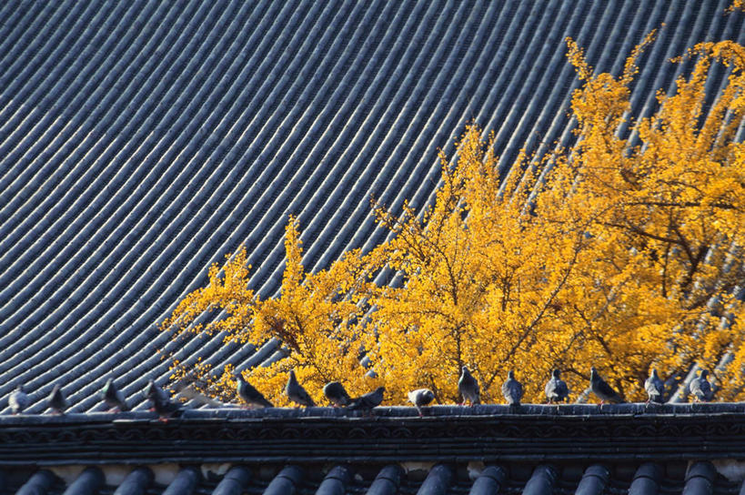 无人,家,寺庙,横图,室外,白天,正面,旅游,度假,名胜古迹,植物,家具,标志建筑,地标,建筑,鸽子,鸟,叶子,京都,日本,亚洲,一排,节日,遗迹,整齐,装饰,瓦片,房屋,庭院,屋檐,屋子,黄叶,小鸟,古迹,文化,文物,娱乐,建设,古建筑,楼房,檐,住宅,树,树木,排列,黄色,自然,庙宇,祈祷,享受,休闲,健康,嫩叶,旅游胜地,放松,许愿,宗教,佛教,信仰,京都府,生长,成长,纪念,祈求,明亮,舒适,队列,宽敞,古文明,东亚,本州,本州岛,日本国,近畿地方,近畿,县厅,京都市,释教,西本愿寺,下京区,平安,叶,叶片,彩图,房子,庙,寺