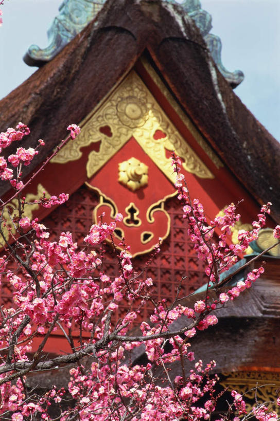 无人,家,寺庙,竖图,室外,白天,仰视,旅游,度假,幸福,纯洁,花海,花圃,名胜古迹,家具,标志建筑,地标,建筑,樱花,叶子,京都,日本,亚洲,节日,遗迹,装饰,盛开,瓦片,房屋,庭院,屋檐,屋子,花蕾,古迹,文化,文物,娱乐,建设,古建筑,楼房,檐,住宅,花,花瓣,花朵,鲜花,红色,绿色,庙宇,花丛,花束,花田,花苞,花蕊,祈祷,享受,休闲,健康,旅游胜地,放松,许愿,宗教,佛教,信仰,京都府,等待,纪念,祈求,明亮,舒适,生命,宽敞,古文明,东亚,本州,本州岛,日本国,近畿地方,近畿,仙樱花,福岛樱,青肤樱,高尚,热烈,释教,东山区,八坂神社,平安,荆桃,彩图,低角度拍摄,房子,庙,寺