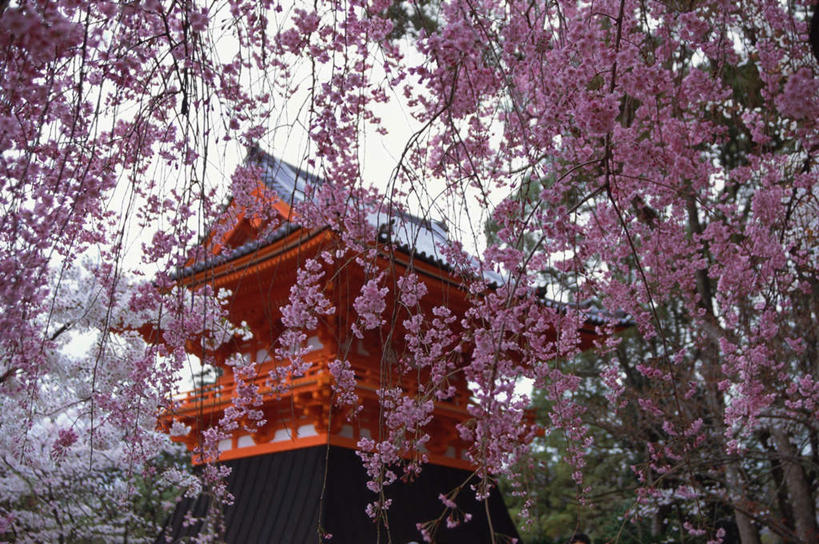 无人,家,寺庙,横图,室外,白天,仰视,旅游,度假,幸福,纯洁,花海,花圃,名胜古迹,家具,标志建筑,地标,建筑,樱花,叶子,京都,日本,亚洲,节日,遗迹,装饰,盛开,瓦片,房屋,庭院,屋檐,屋子,花蕾,古迹,文化,文物,娱乐,建设,古建筑,楼房,檐,住宅,花,花瓣,花朵,鲜花,红色,绿色,蓝天,天空,庙宇,花丛,花束,花田,天,花苞,花蕊,祈祷,享受,休闲,健康,旅游胜地,放松,许愿,宗教,佛教,信仰,京都府,等待,纪念,祈求,明亮,舒适,生命,宽敞,古文明,东亚,本州,本州岛,日本国,近畿地方,近畿,仙樱花,福岛樱,青肤樱,高尚,热烈,释教,东山区,八坂神社,平安,荆桃,彩图,低角度拍摄,房子,庙,寺