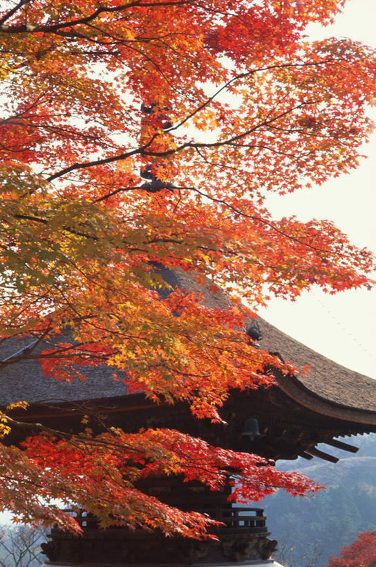 无人,寺庙,竖图,室外,白天,正面,旅游,度假,名胜古迹,树林,植物,地标,枫树,东京,日本,亚洲,节日,遗迹,瓦片,屋顶,屋檐,枫叶,顶棚,古迹,文化,文物,娱乐,古建筑,檐,树,树木,红色,绿色,蓝天,天空,自然,庙宇,天,祈祷,享受,休闲,健康,旅游胜地,放松,许愿,宗教,佛教,信仰,生长,成长,纪念,祈求,古文明,东亚,本州,关东地方,本州岛,日本国,东京都,槭树,鸡爪槭,释教,吉祥寺,平安,鸡爪枫,彩图,庙,寺,文京区,标志性建筑