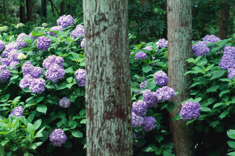 无人,横图,室外,白天,正面,骄傲,花海,花圃,植物,八仙花,叶子,京都,日本,亚洲,盛开,绿叶,花蕾,花,花瓣,花朵,鲜花,树,树木,绿色,自然,花丛,花束,花田,花苞,花蕊,绣球花,嫩叶,京都府,生长,成长,紫阳花,洋绣球,东亚,本州,本州岛,日本国,近畿地方,近畿,草绣球,斗球,七变化,粉团花,善变,三千院,左京区,叶,叶片,彩图