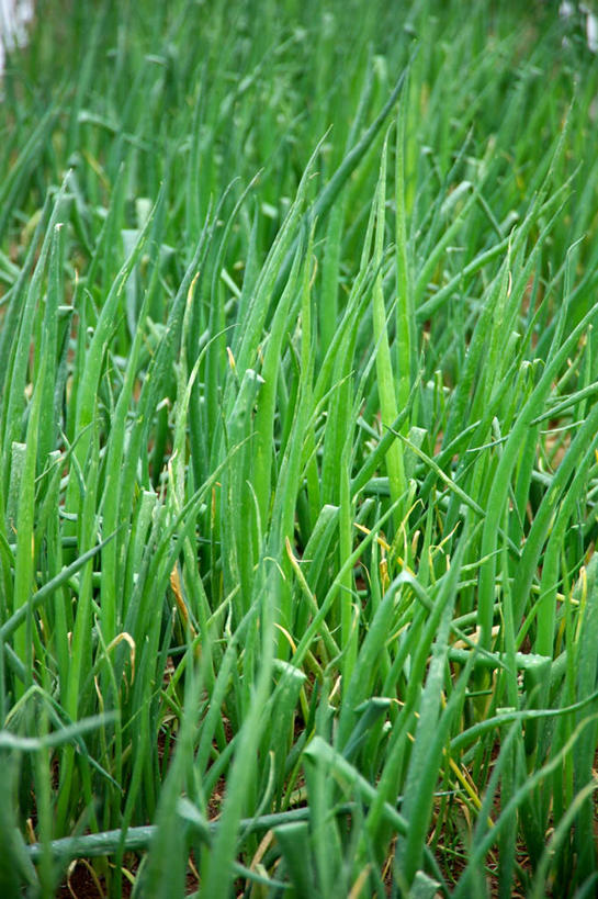 无人,菜园,农田,竖图,俯视,室外,特写,白天,农业,庄稼,农作物,田园,植物,蔬菜,许多,阴影,新鲜,光线,影子,菜地,葱,青葱,食品,幼苗,草,食物,绿色,阳光,有机食品,绿色食品,菜棚,田庄,地棚,彩图,高角度拍摄,耕地,庄稼田