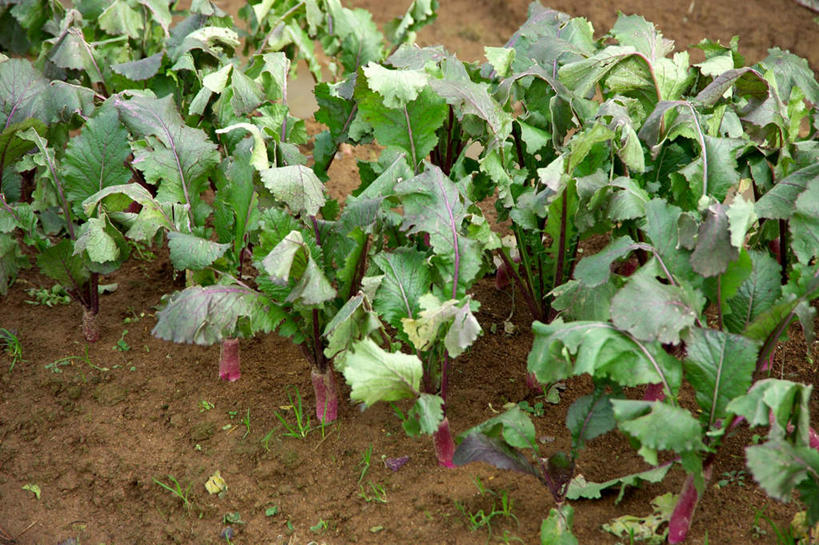 无人,菜园,农田,横图,俯视,室外,特写,白天,农业,庄稼,农作物,田园,植物,萝卜,白萝卜,蔬菜,许多,阴影,新鲜,光线,影子,菜地,食品,草,食物,绿色,阳光,有机食品,绿色食品,菜棚,田庄,地棚,莱菔,彩图,高角度拍摄,耕地,庄稼田