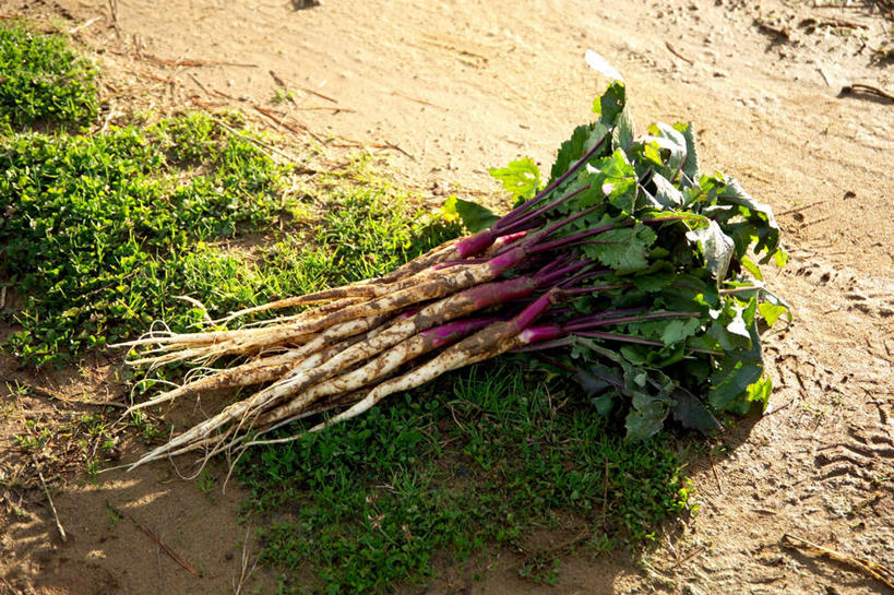 无人,菜园,农田,横图,俯视,室外,特写,白天,农业,庄稼,农作物,田园,植物,萝卜,白萝卜,蔬菜,许多,阴影,堆积,新鲜,光线,影子,菜地,食品,草,食物,绿色,阳光,有机食品,绿色食品,收获,获得,辛苦,菜棚,田庄,地棚,莱菔,彩图,高角度拍摄,耕地,庄稼田