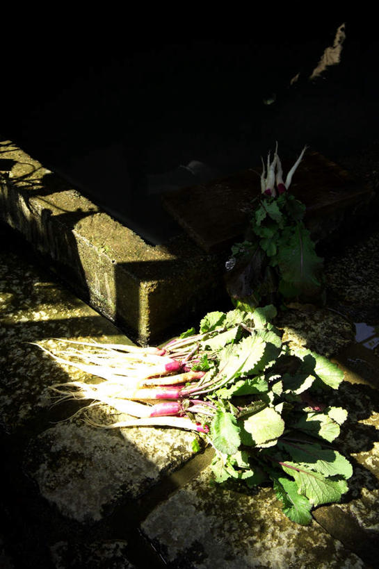 无人,菜园,农田,竖图,俯视,室外,特写,白天,农业,庄稼,农作物,田园,植物,楼梯,萝卜,白萝卜,蔬菜,许多,阴影,堆积,新鲜,光线,影子,阶梯,菜地,食品,台阶,草,食物,绿色,阳光,石阶,有机食品,绿色食品,收获,获得,辛苦,菜棚,田庄,地棚,莱菔,彩图,高角度拍摄,耕地,庄稼田